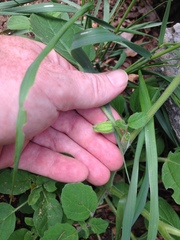 Physalis missouriensis