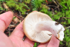 Russula sororia
