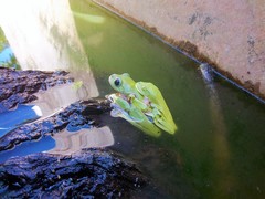 Agalychnis moreletii