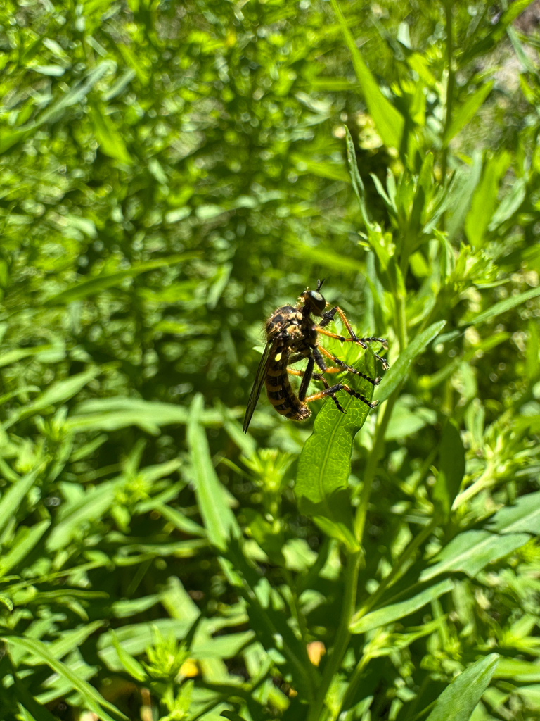 Northern Goldenrobber