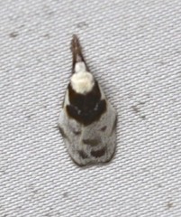 Callimima lophoptera