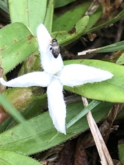 Diodia