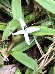Diodia