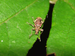 Polydrusus sparsus