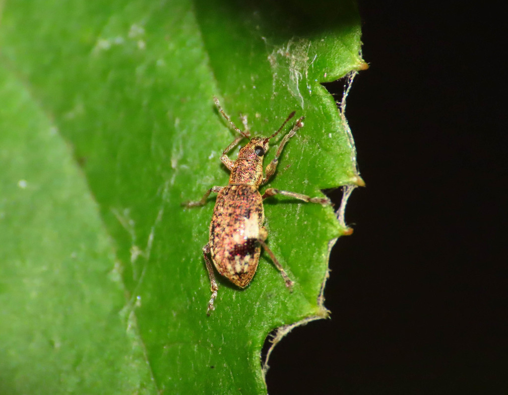 Polydrusus sparsus