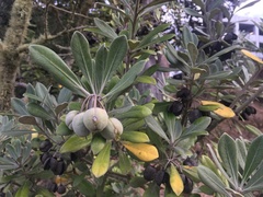 Pittosporum crassifolium
