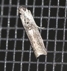 Sciota melanostyla
