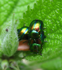 Chrysolina fastuosa