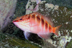 Hypoplectrodes maccullochi