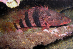 Hypoplectrodes nigroruber