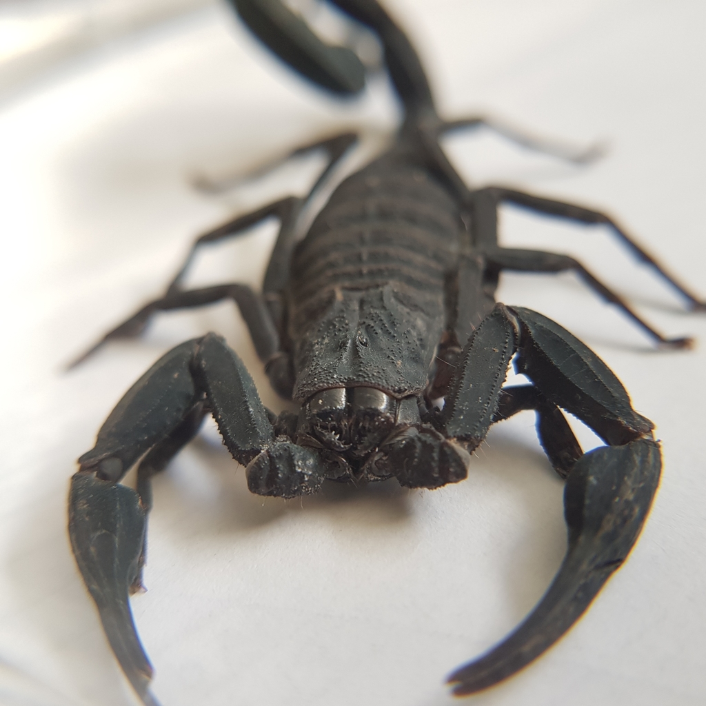 Centruroides caribbeanus from Centro, 77600 Q.R., Mexico on October 16