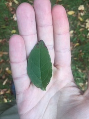 Solidago latissimifolia