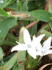 Diodia