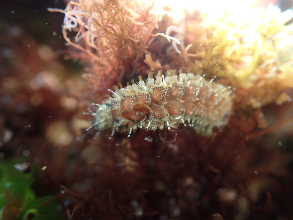 Thormora setosior