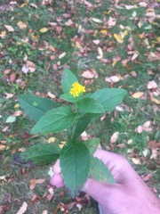 Solidago latissimifolia