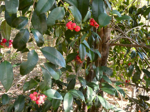 Fibrous satinash (Syzygium fibrosum)