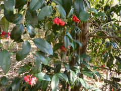 Syzygium fibrosum, photograph (c) Steve Fitzgerald, some rights reserved (CC BY-SA)