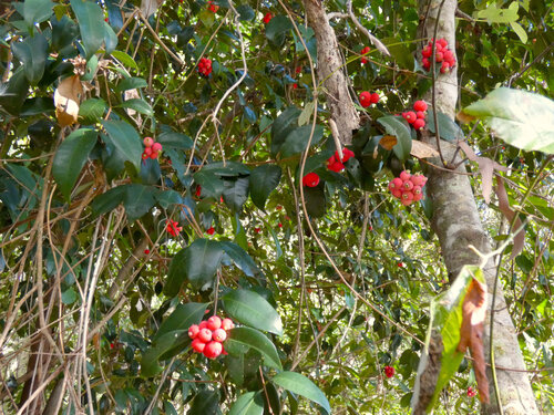 Syzygium fibrosum, photograph 5