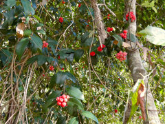 Syzygium fibrosum, photograph (c) Steve Fitzgerald, some rights reserved (CC BY-SA)