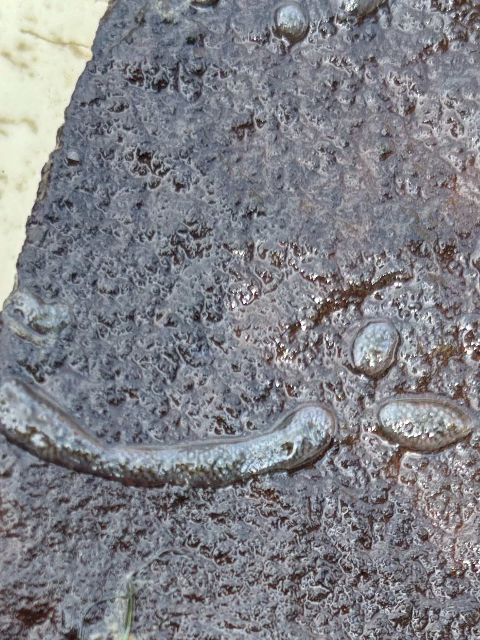 Cristatella mucedo Cuvier, 1798