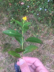 Solidago latissimifolia