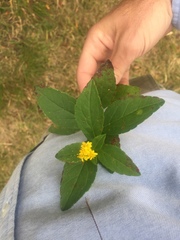 Solidago latissimifolia