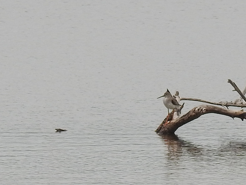 Spotted Redshank