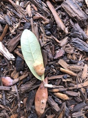 Druon quercuslanigerum