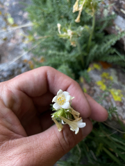 Polemonium brandegeei, photograph (c) Stephen Hornbeck, some rights reserved (CC BY)