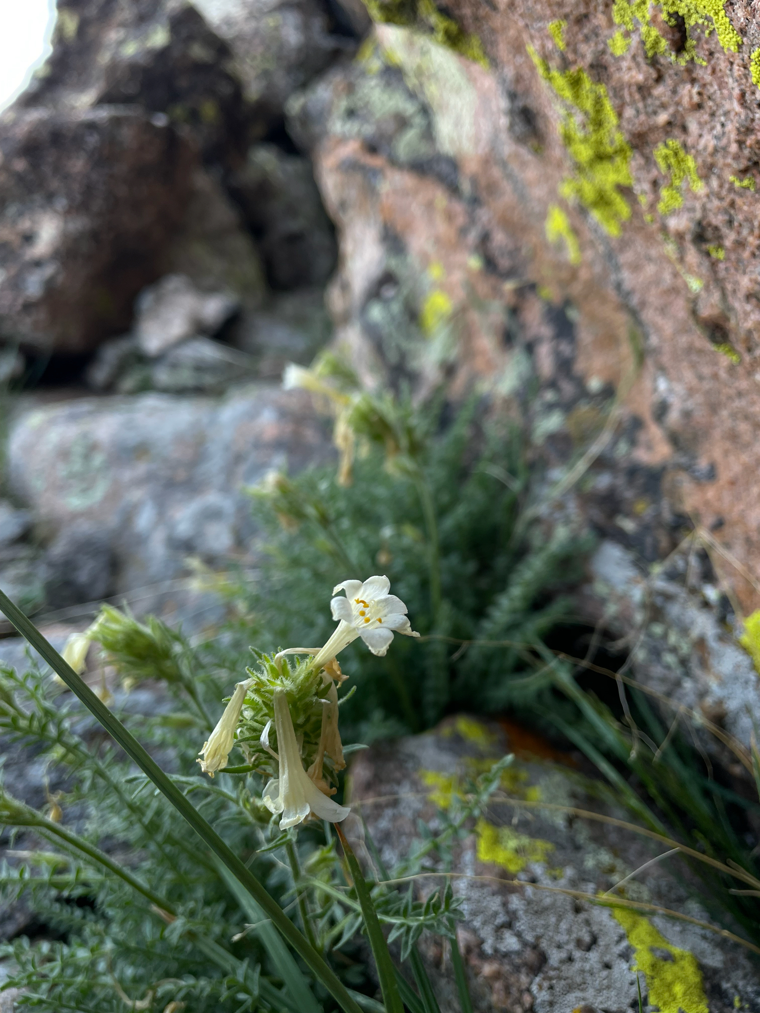 Brandegee's Jacob's-Ladder (Polemonium brandegeei)