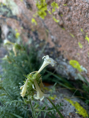 Polemonium brandegeei, photograph (c) Stephen Hornbeck, some rights reserved (CC BY)