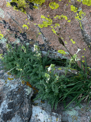 Polemonium brandegeei, photograph (c) Stephen Hornbeck, some rights reserved (CC BY)