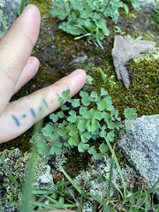 Aquilegia saximontana, photograph (c) Stephen Hornbeck, some rights reserved (CC BY)