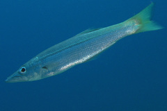 Dinolestes lewini