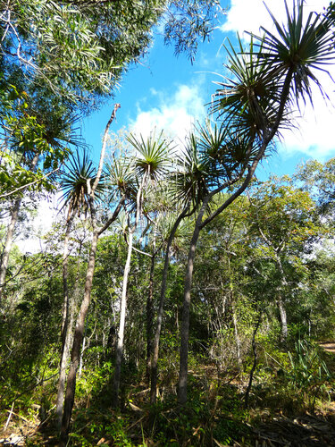 Pandanus cookii, photograph 6