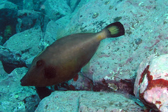 Meuschenia flavolineata