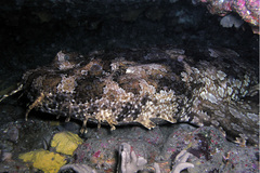 Orectolobus halei
