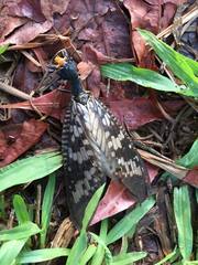 Neoneuromus maculatus