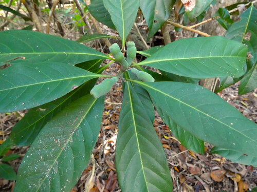 finger cherry (Rhodomyrtus macrocarpa)