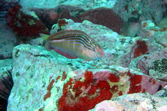 Suezichthys arquatus