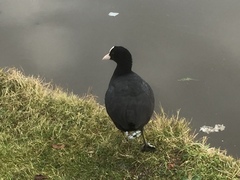 Fulica atra