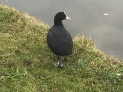 Fulica atra