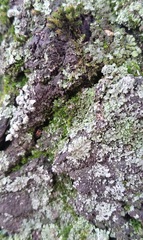Fungi