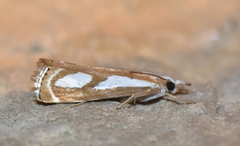 Catoptria mytilella