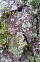 Fungi