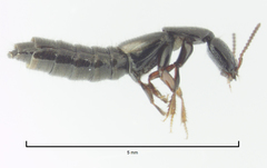 Phacophallus parumpunctatus