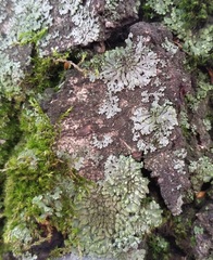 Fungi