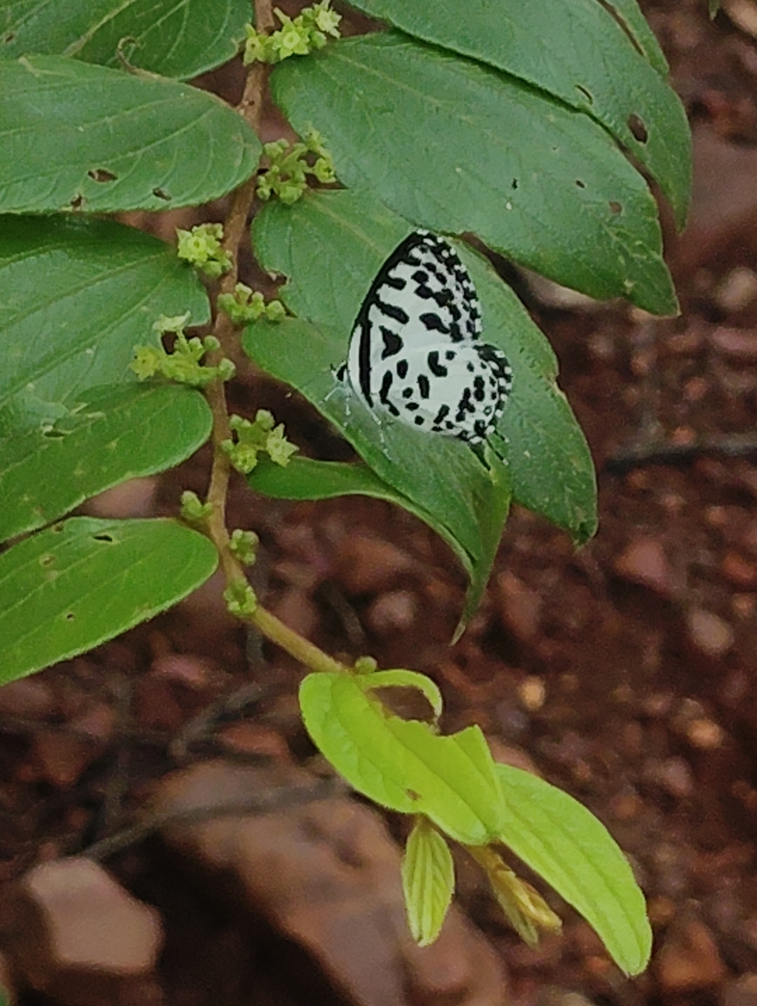 Common Pierrot