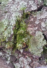 Fungi