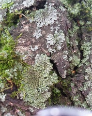 Fungi